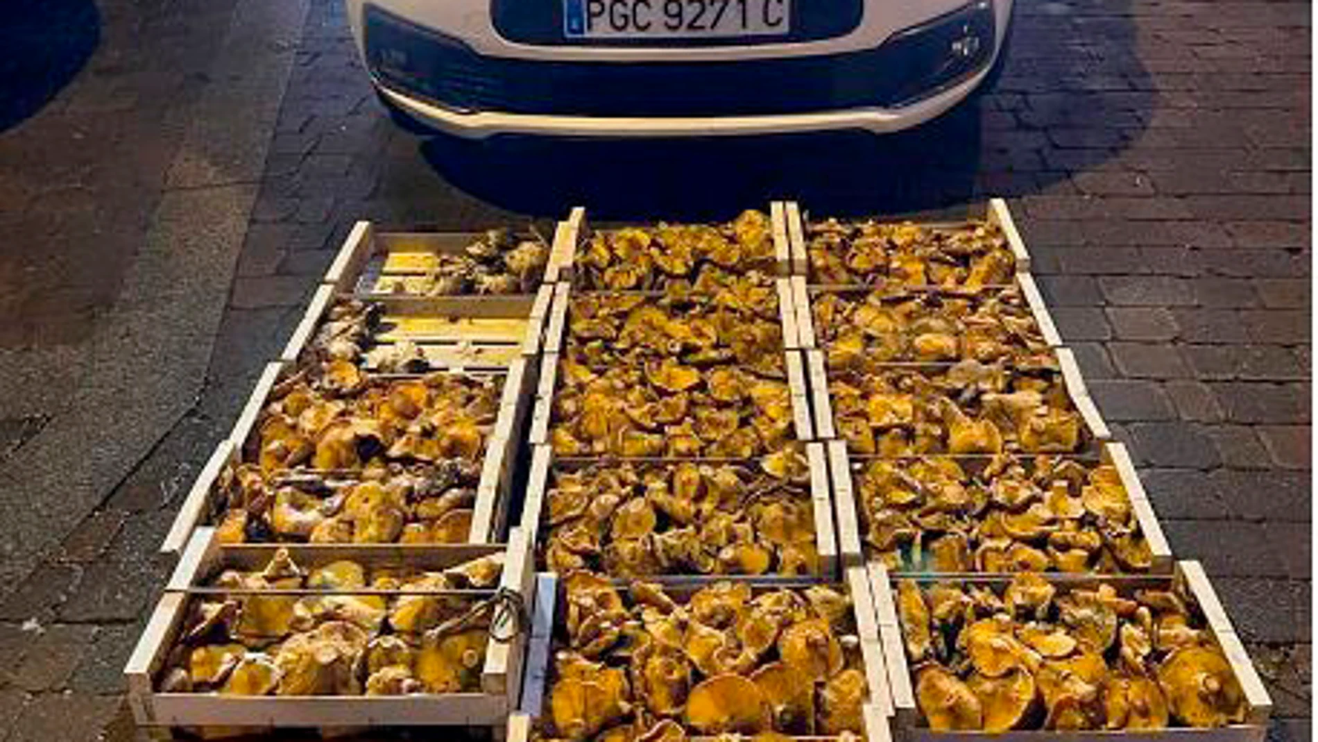 La Guardia Civil incauta 75 kilogramos de níscalos y 3 de boletus a nueve personas sin permisos de recolección, en la sierra de Ayllón