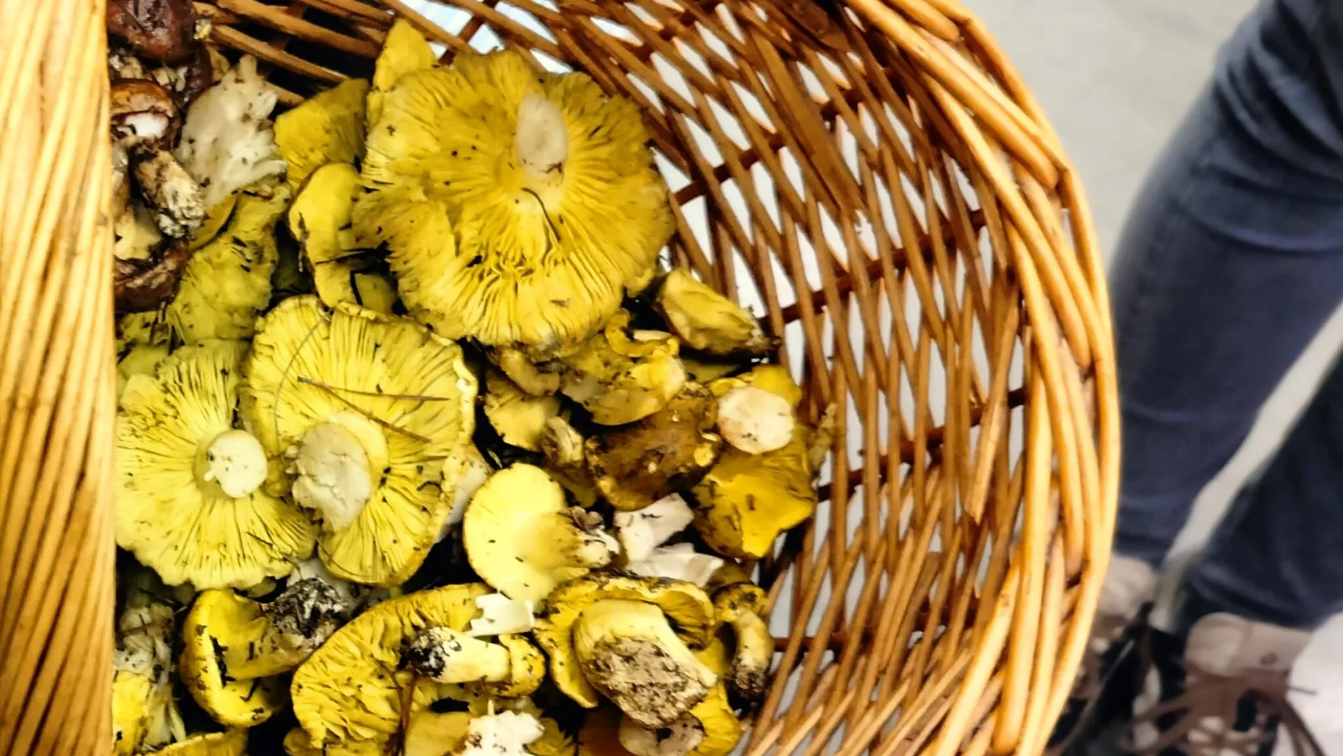 La Cátedra de Micología de la UVa alerta sobre la toxicidad de la seta de los caballeros ante su abundancia en Castilla y León