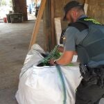 Alicante.- Sucesos.- Desmantelada una plantación de marihuana en empresa de Catral que camuflaba el olor con estiércol