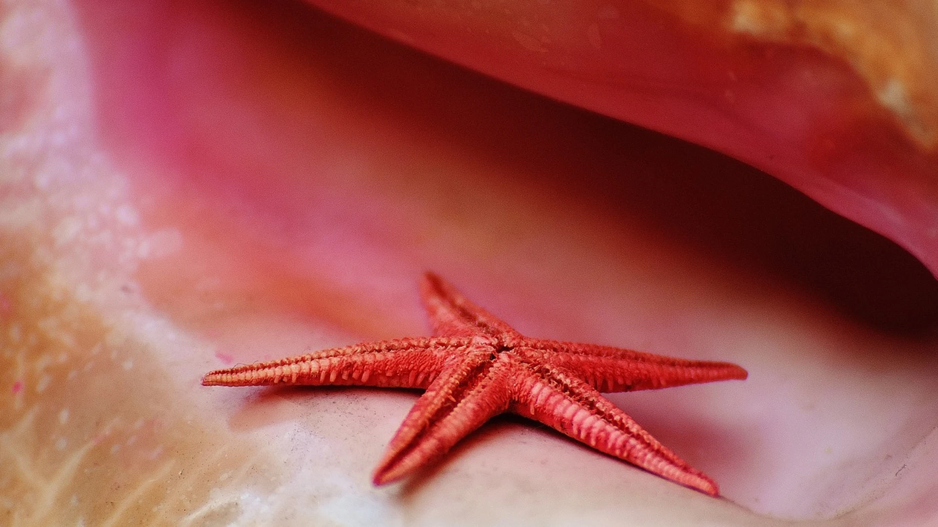 Estrella de mar