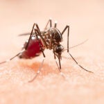 Mosquito transmisor de malaria