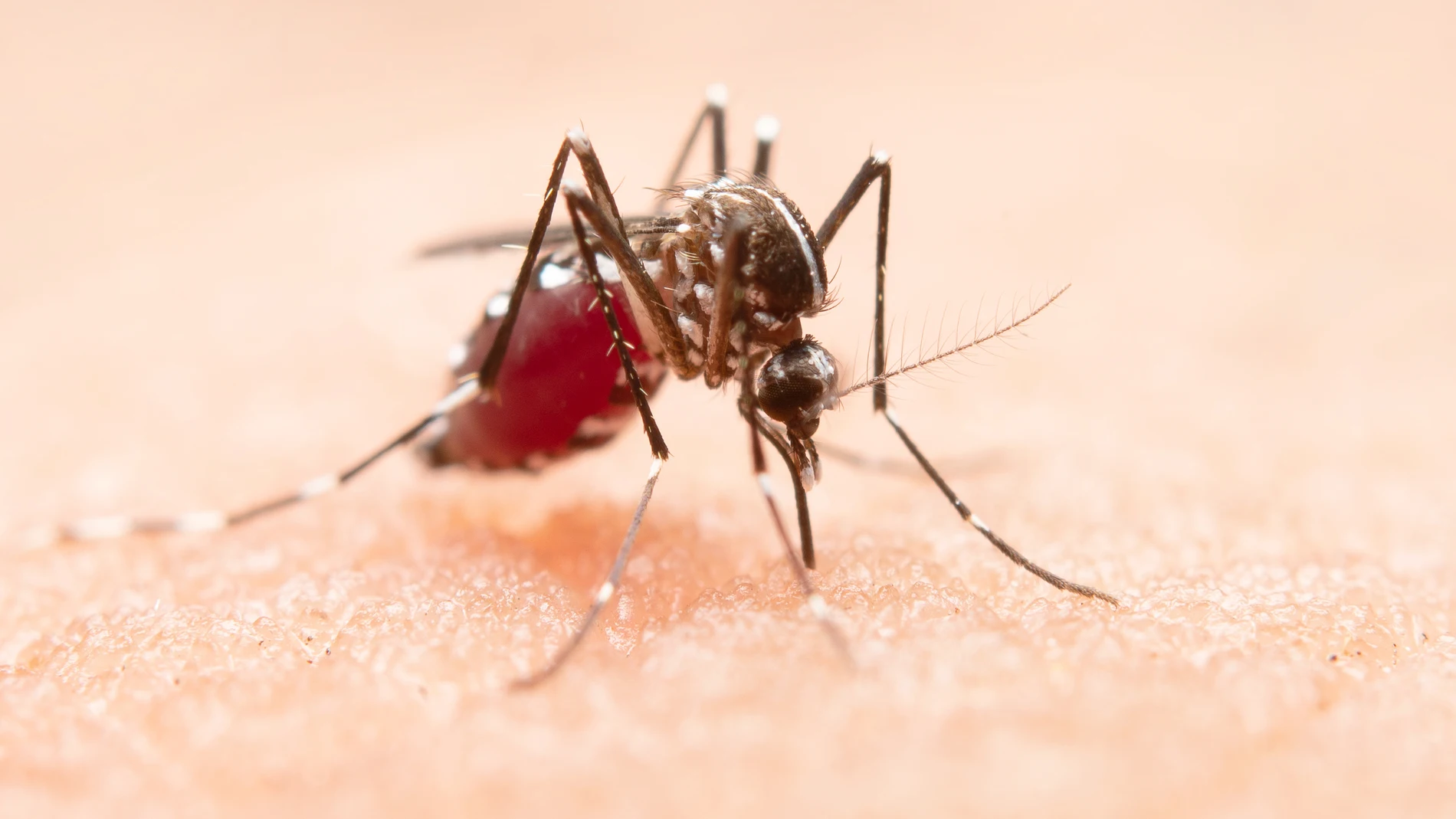 Mosquito transmisor de malaria