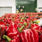 Destacan en valor exportado productos como los pimientos, con 680 millones de euros 