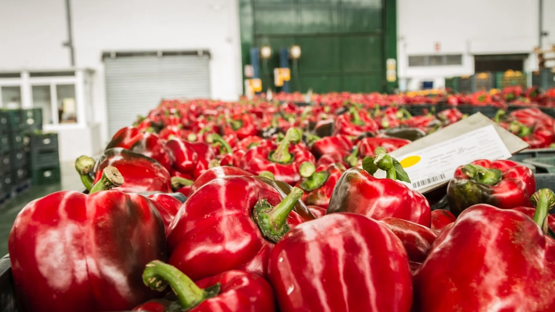 Destacan en valor exportado productos como los pimientos, con 680 millones de euros