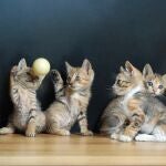 Varios gatos juegan con una pequeña pelota