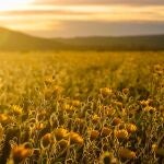 Asturias impulsa la revolución verde con una inyección de 1,6 millones de euros para energías renovables y eficiencia energética