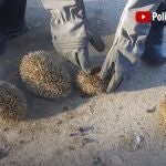 Málaga.- Sucesos.- Investigados tres jóvenes por maltrato animal al ser sorprendidos quemando erizos con un soplete