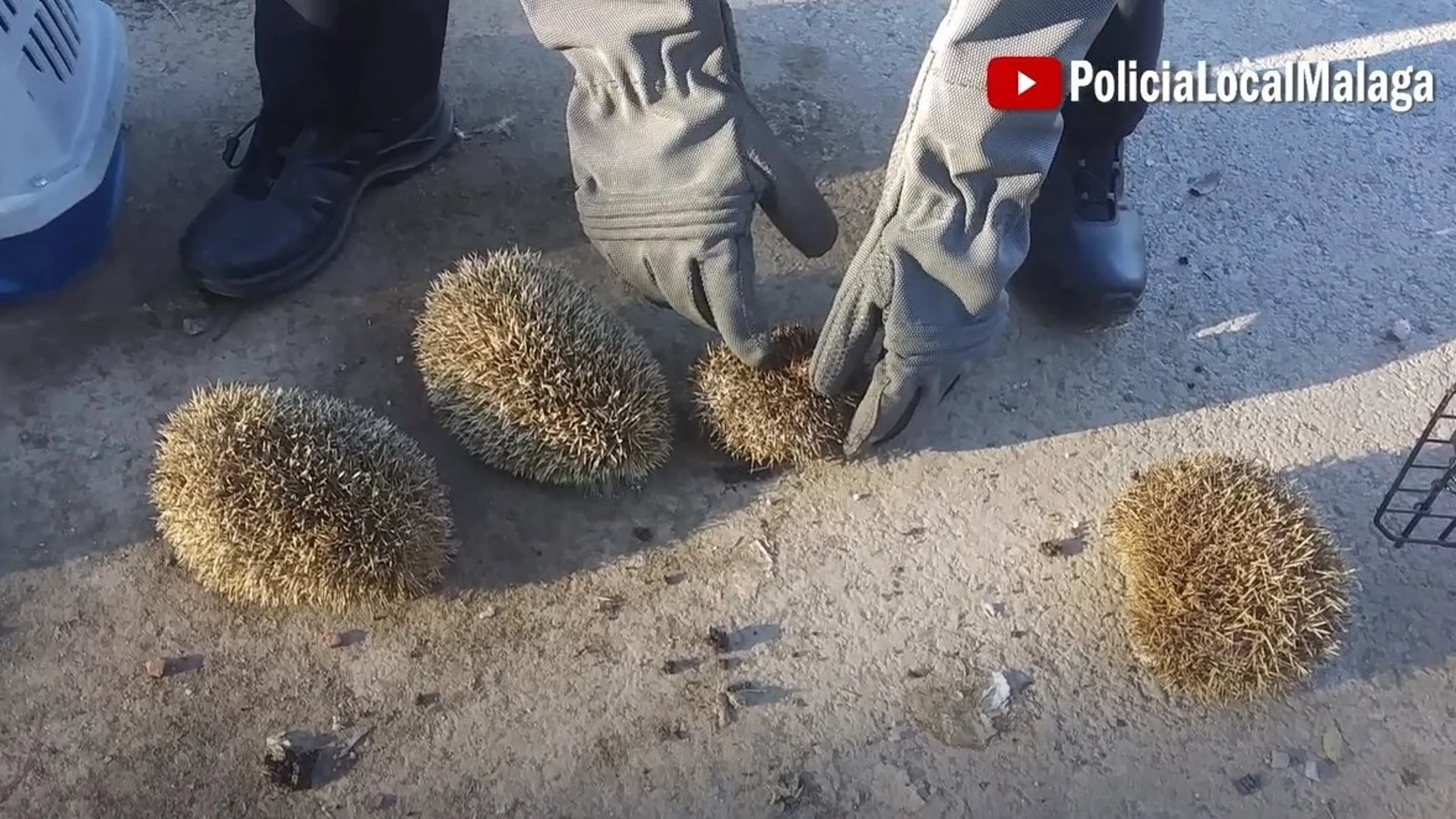 Erizos rescatados con vida cuando intentaban quemarlos. POLICÍA LOCAL DE MÁLAGA 17/11/2023