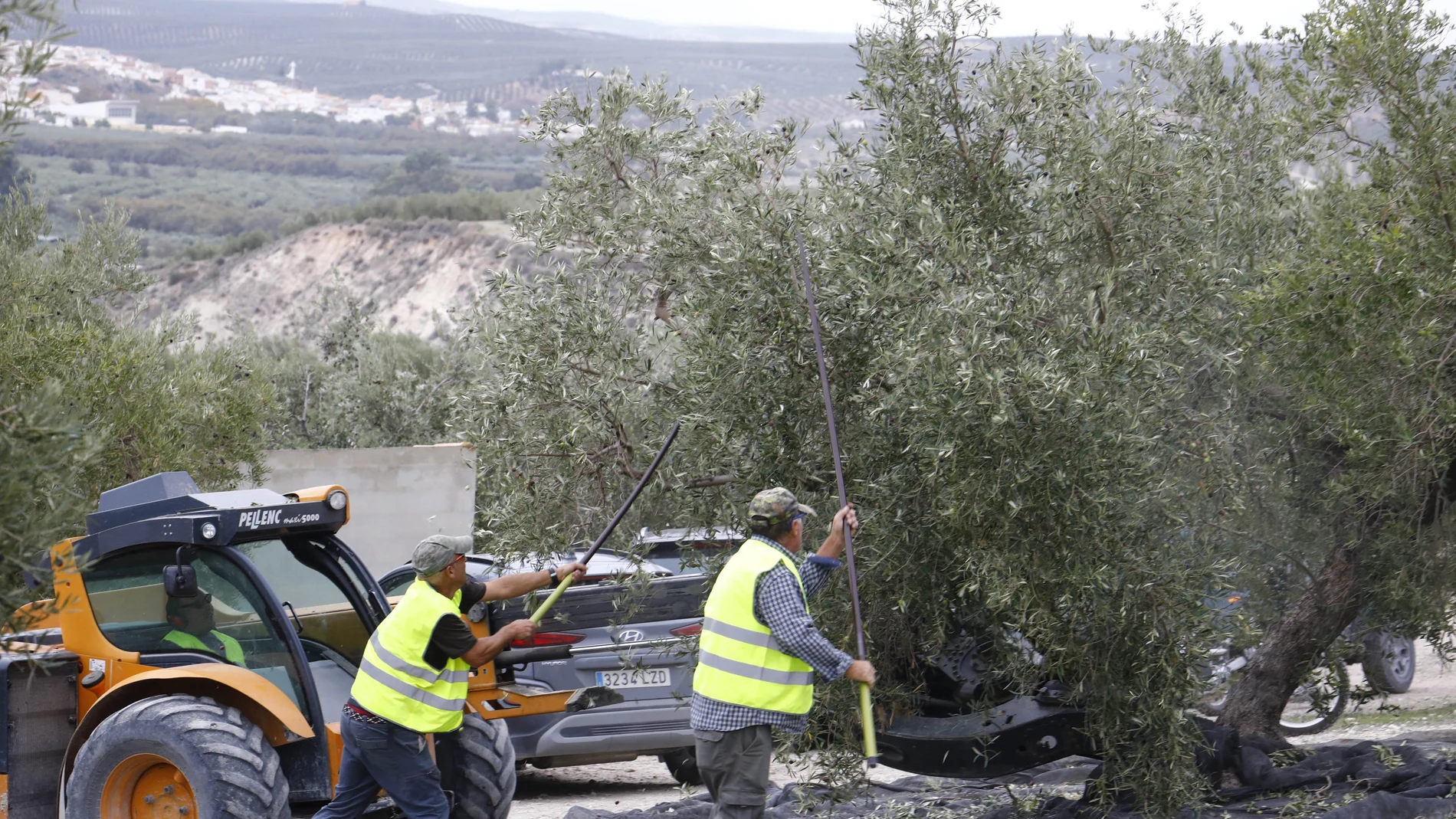 Trabajadores en plena faena de recogida de aceitunas en una finca en Baena (Córdoba).