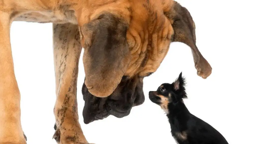 Perros