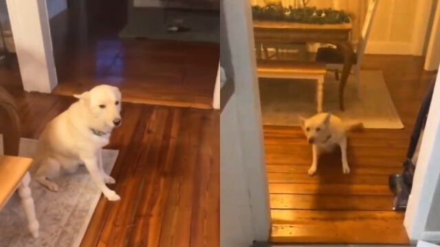 Una chica se encuentra a su perro borracho al llegar a casa