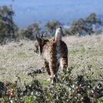 Ejemplar de lince ibérico