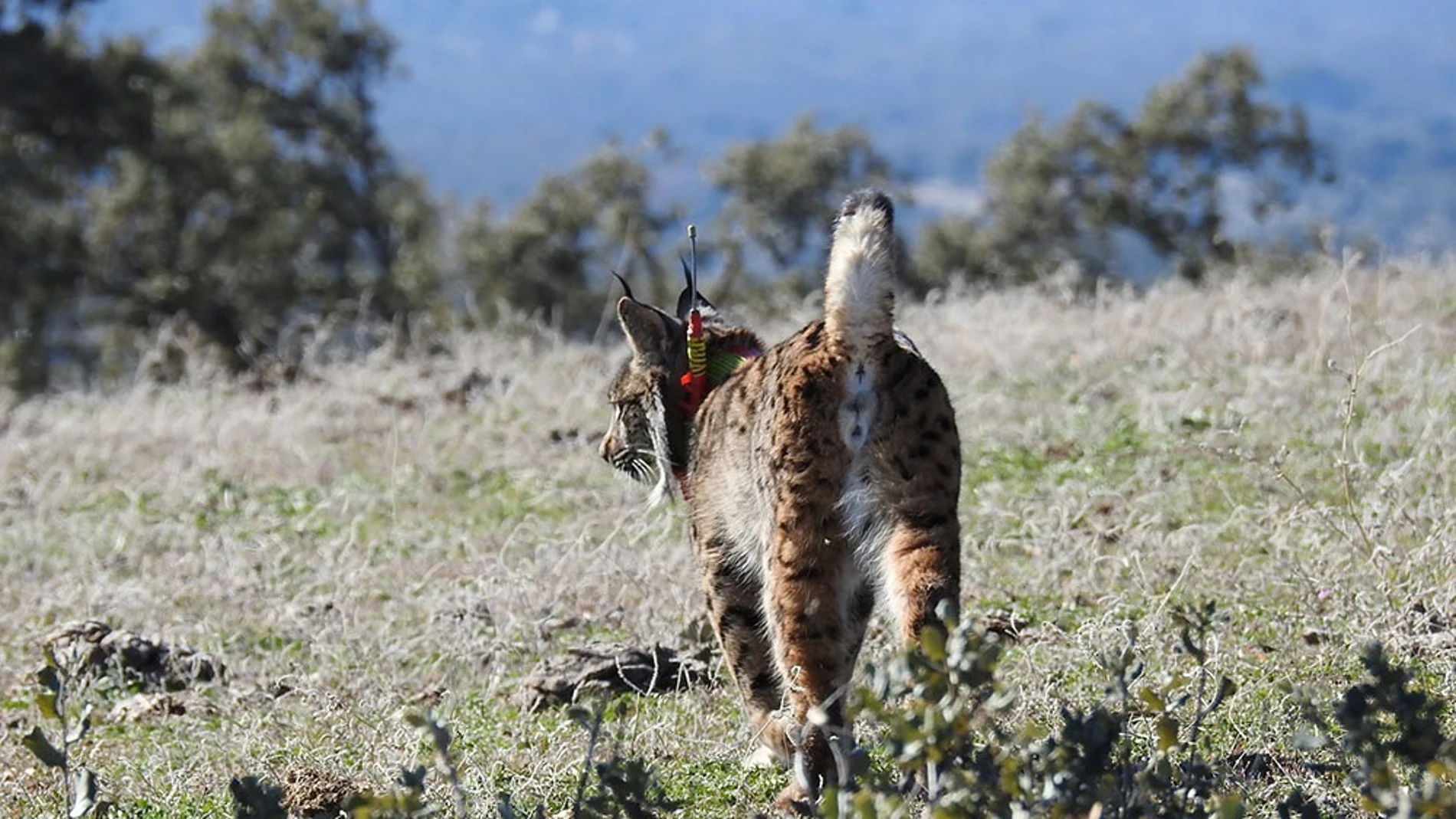 Ejemplar de lince ibérico