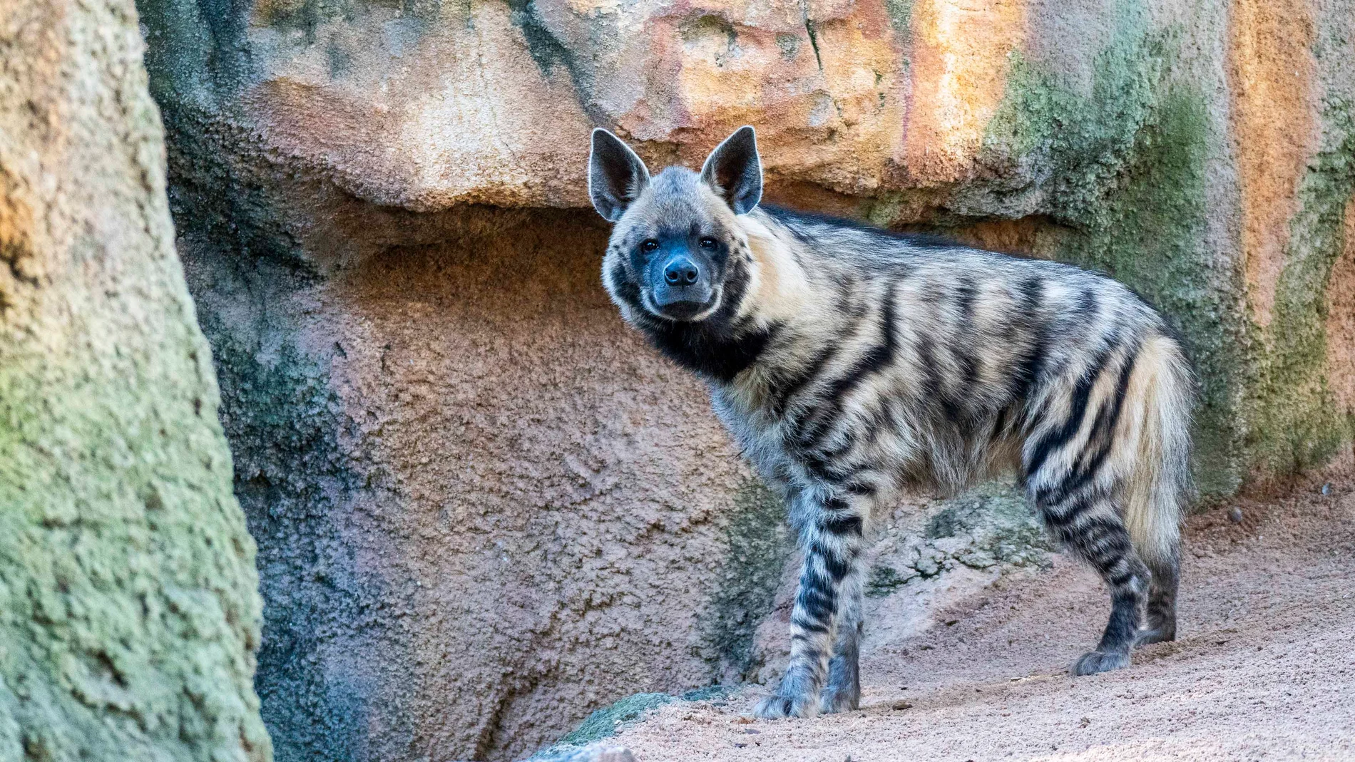 Bioparc Valencia incorpora una pareja de una especie de hiena en peligro de extinción
