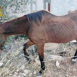 Yegua abandonada y con signos de caquexia por falta de alimento