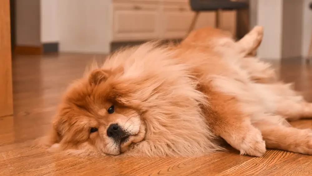 Chow Chow