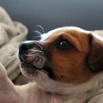 5 razas de perros más desobedientes