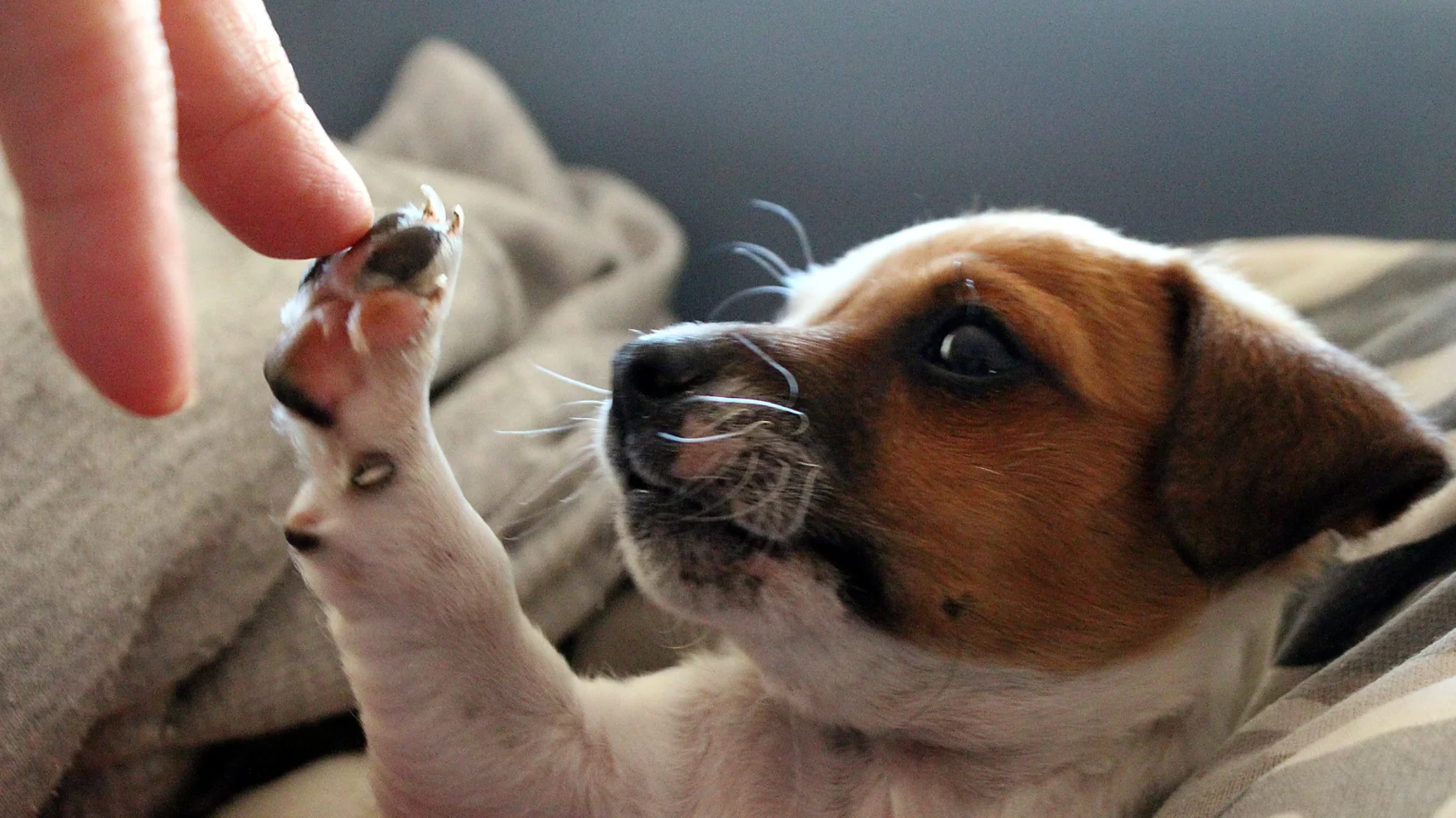 5 razas de perros más desobedientes