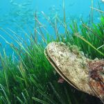 Mejillón en una pradera de algas del Mediterráneo 