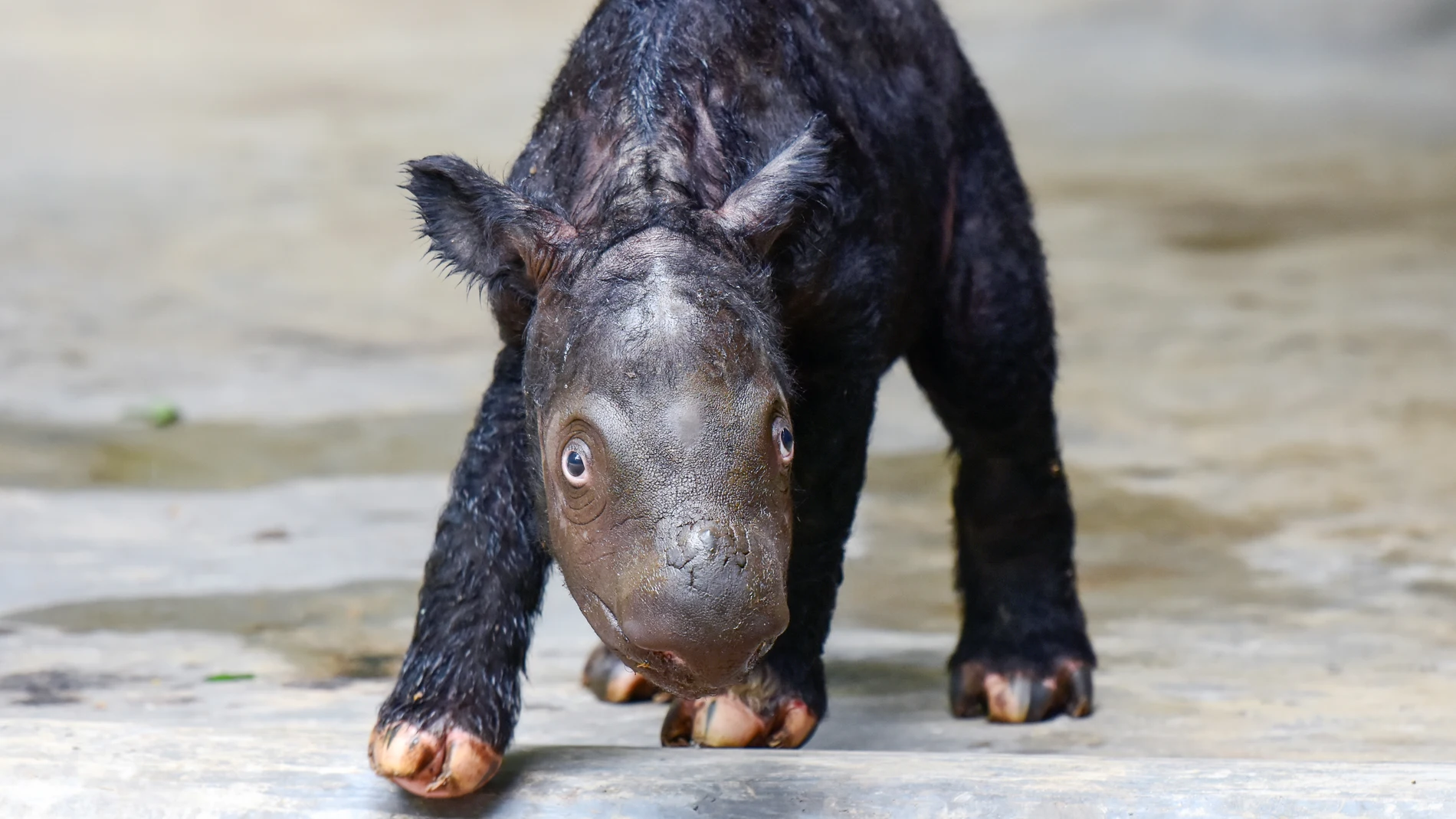 BANGKOK, 27/11/2023.- El nacimiento de al menos dos rinocerontes de Sumatra a lo largo de 2023 en el parque natural Way Kambas, en la isla indonesia de Sumatra, da esperanzas a las autoridades para la conservación de esta especie en peligro crítico de extinción. EFE/ Parque Natural Way SOLO USO EDITORIAL/SOLO DISPONIBLE PARA ILUSTRAR LA NOTICIA QUE ACOMPAÑA (CRÉDITO OBLIGATORIO)