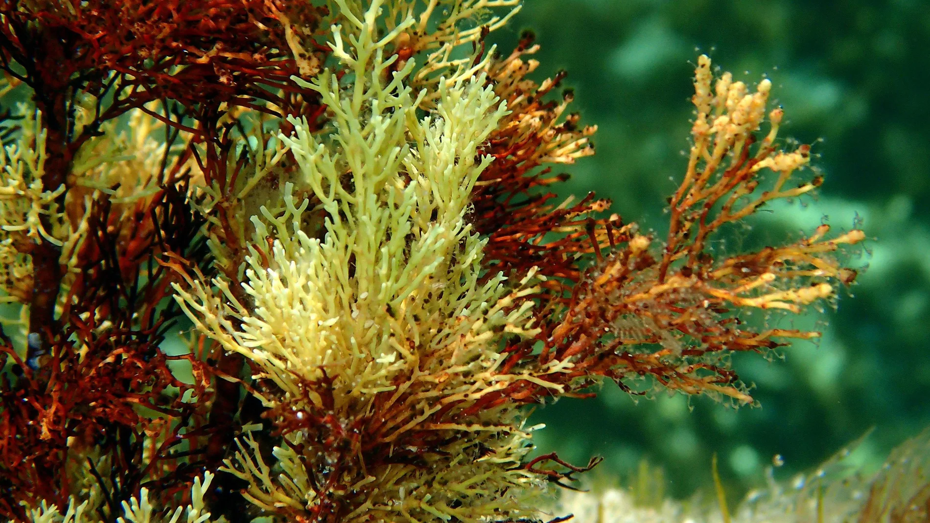 tipo de alga Ericaria crinita