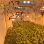 La plantación estaba en el interior de la vivienda de un difunto que no había sido reclamada