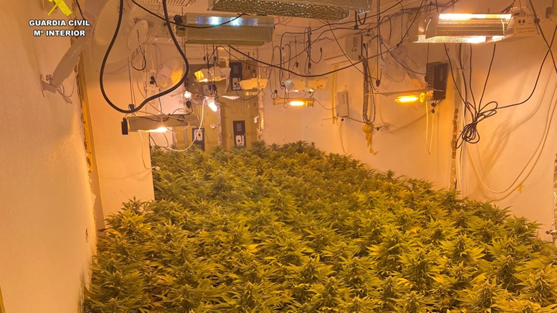 La plantación estaba en el interior de la vivienda de un difunto que no había sido reclamada