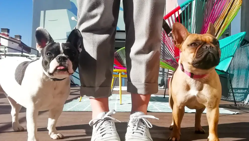 Terraza de LOOM Huertas, espacio de coworking dog friendly