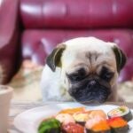 El primer restaurante para perros abre sus puertas