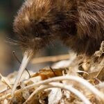 Nacimiento de dos pájaros kiwi en Wellington 