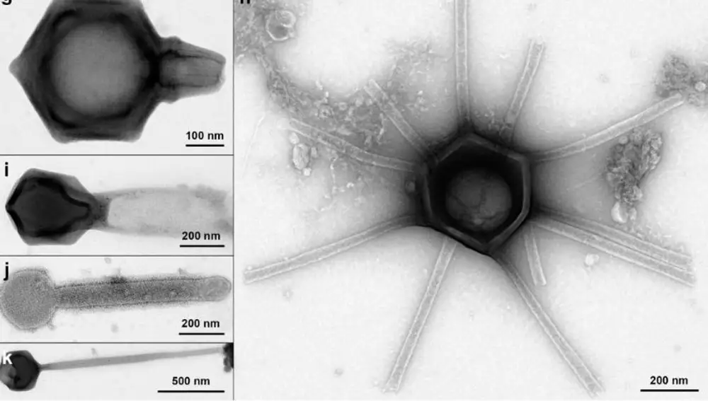 Algunos morfotipos descritos, a la izquierda con estructuras de cola, a la derecha, la "gorgona"