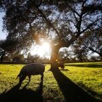  Cerdos ibericos entre encinares en una dehesa del Valle de los Pedroches (Córdoba).