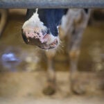 MURCIA.-La CARM inicia este lunes la vacunación contra la lengua azul en bovino y vacuno tras detectar 3 casos en Águilas