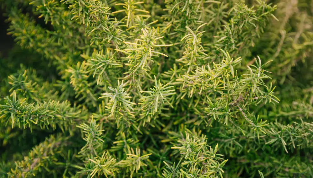 Planta de romero