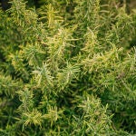 Planta de romero