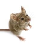 Ratón