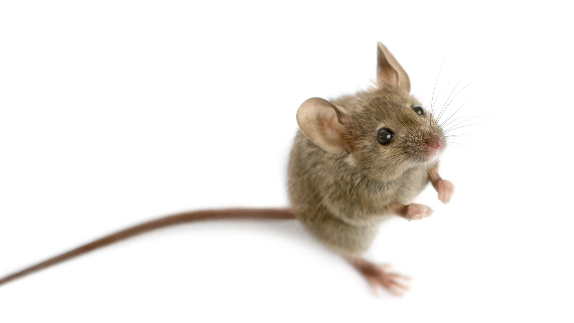 Ratón