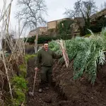 Plantación de cardo rojo en Ágreda (Soria)