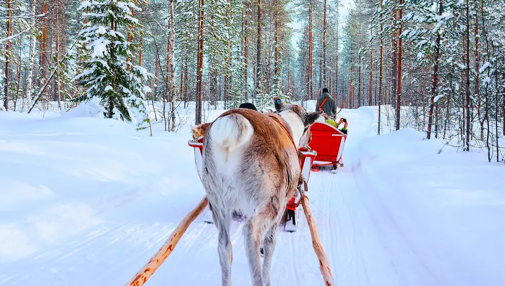 Personas en trineos de renos en Finlandia, en Rovaniemi, en una granja de Laponia.