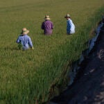 Un grupo de jornaleros durante su labor, escardar arroz, en un arrozal en Isla Mayor, en una imagen de 2022