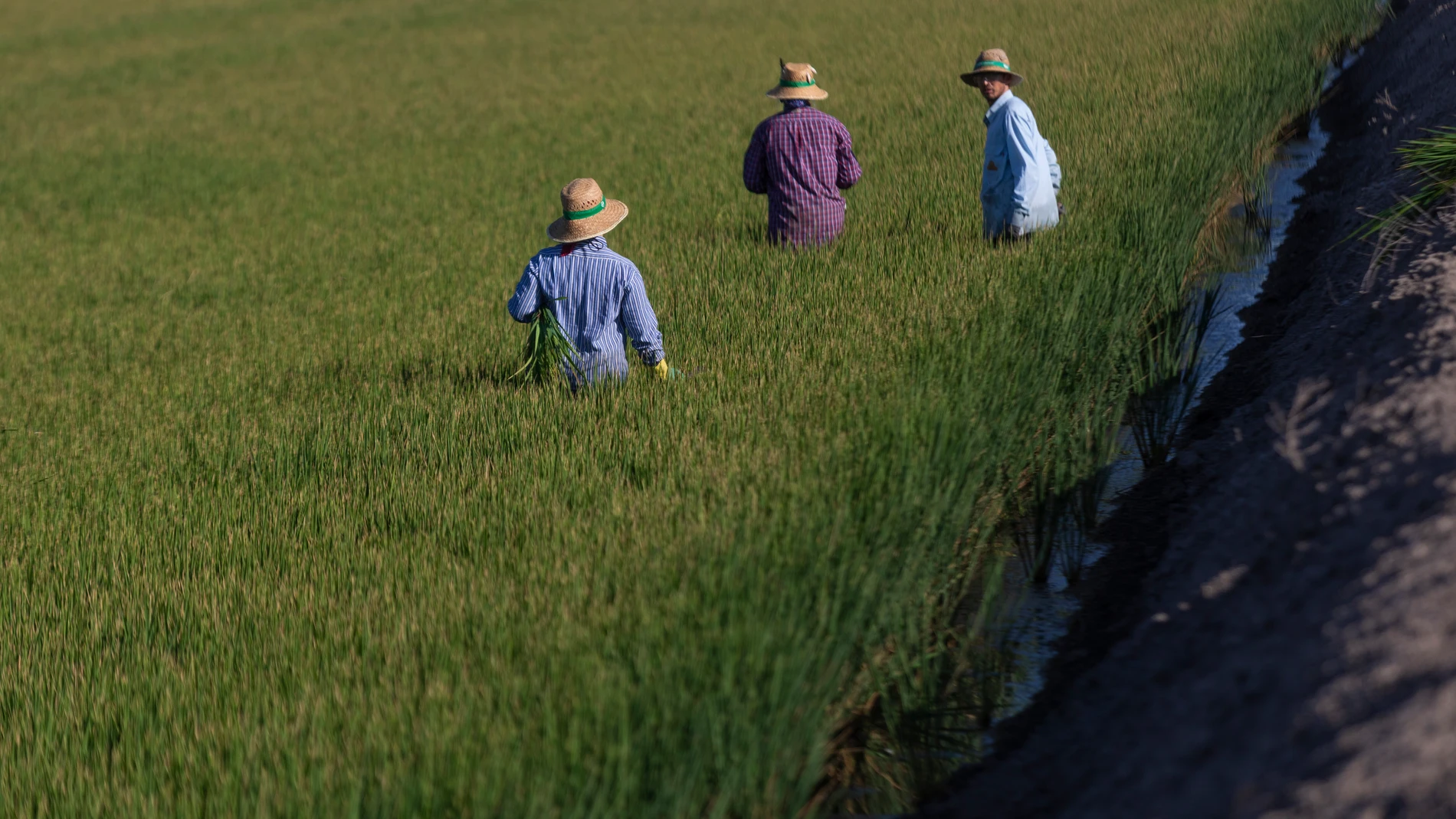 Un grupo de jornaleros durante su labor, escardar arroz, en un arrozal en Isla Mayor, en una imagen de 2022