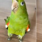 Un loro con prótesis de patas