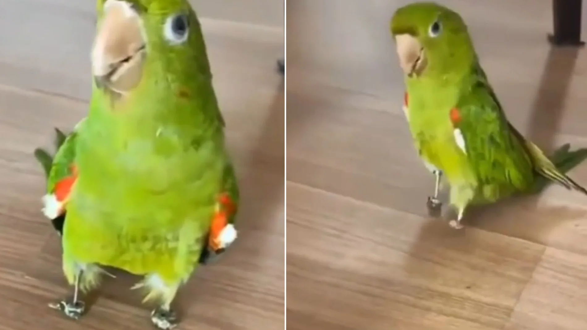Un loro con prótesis de patas
