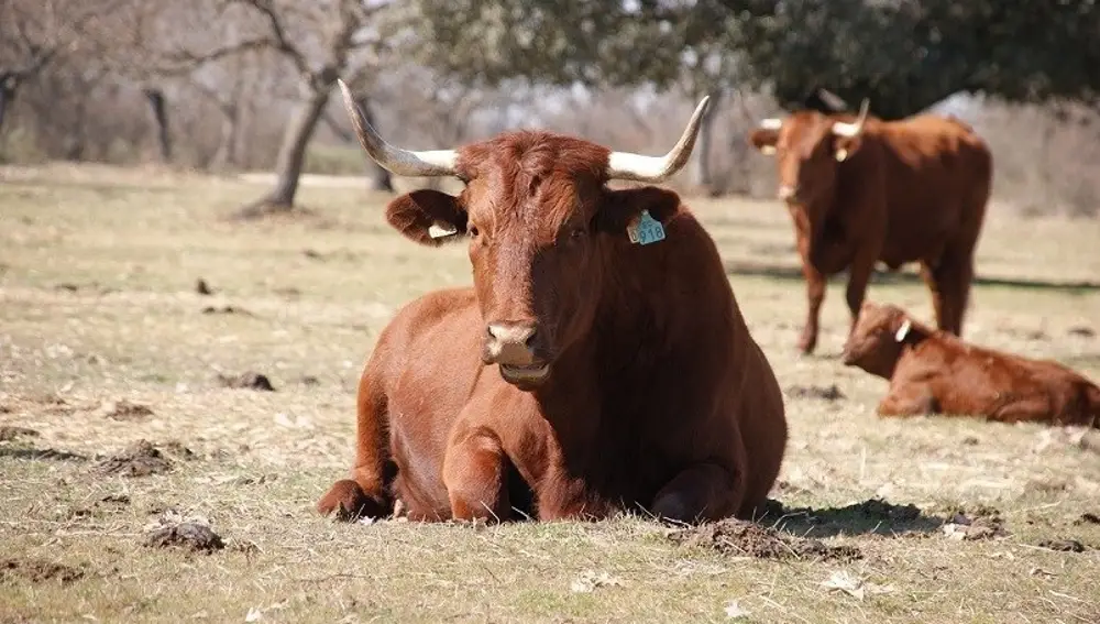 Ejemplares de vacas de raza retinta