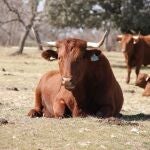 Ejemplares de vacas de raza retinta