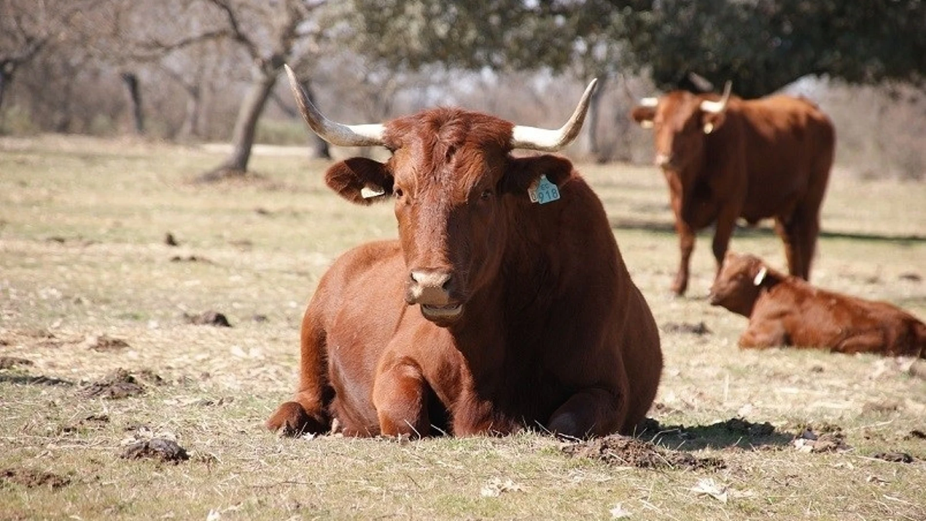 Ejemplares de vacas de raza retinta