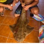 El ejemplar de tiburón capturado, antes de ser despedazado
