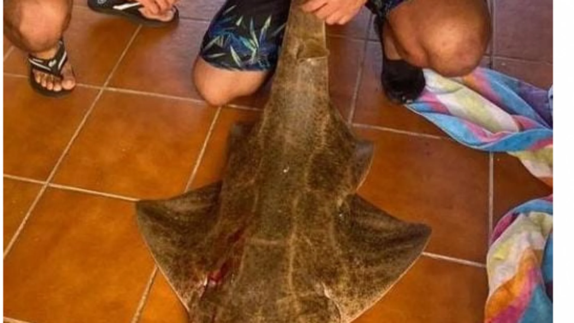 El ejemplar de tiburón capturado, antes de ser despedazado