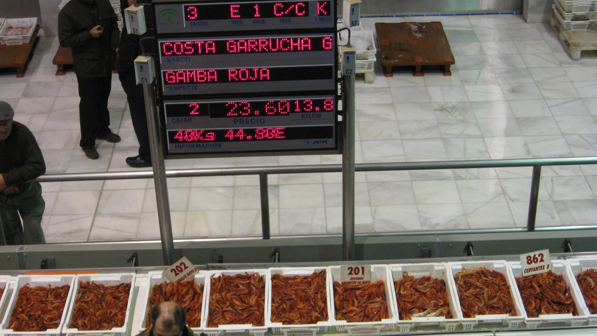 Lonja de gamba roja