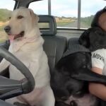 Perro conduciendo un coche
